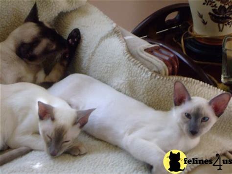 siamese breeders texas|cfa siamese breeders.